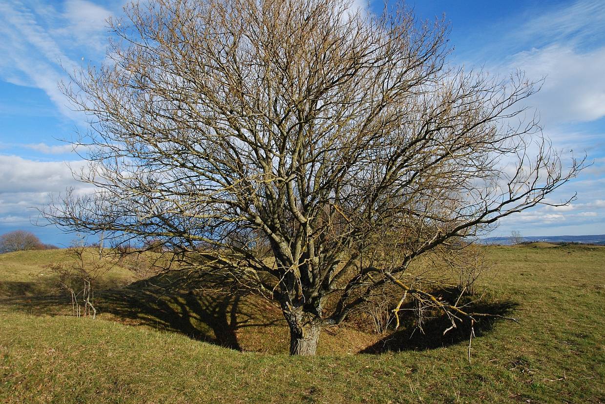 Baum auf dem Ringwall "Gelbe Bürg"