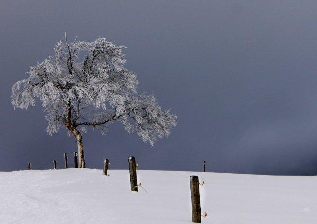 Baum auf dem Schauinsland