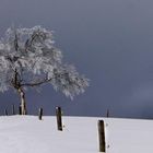 Baum auf dem Schauinsland