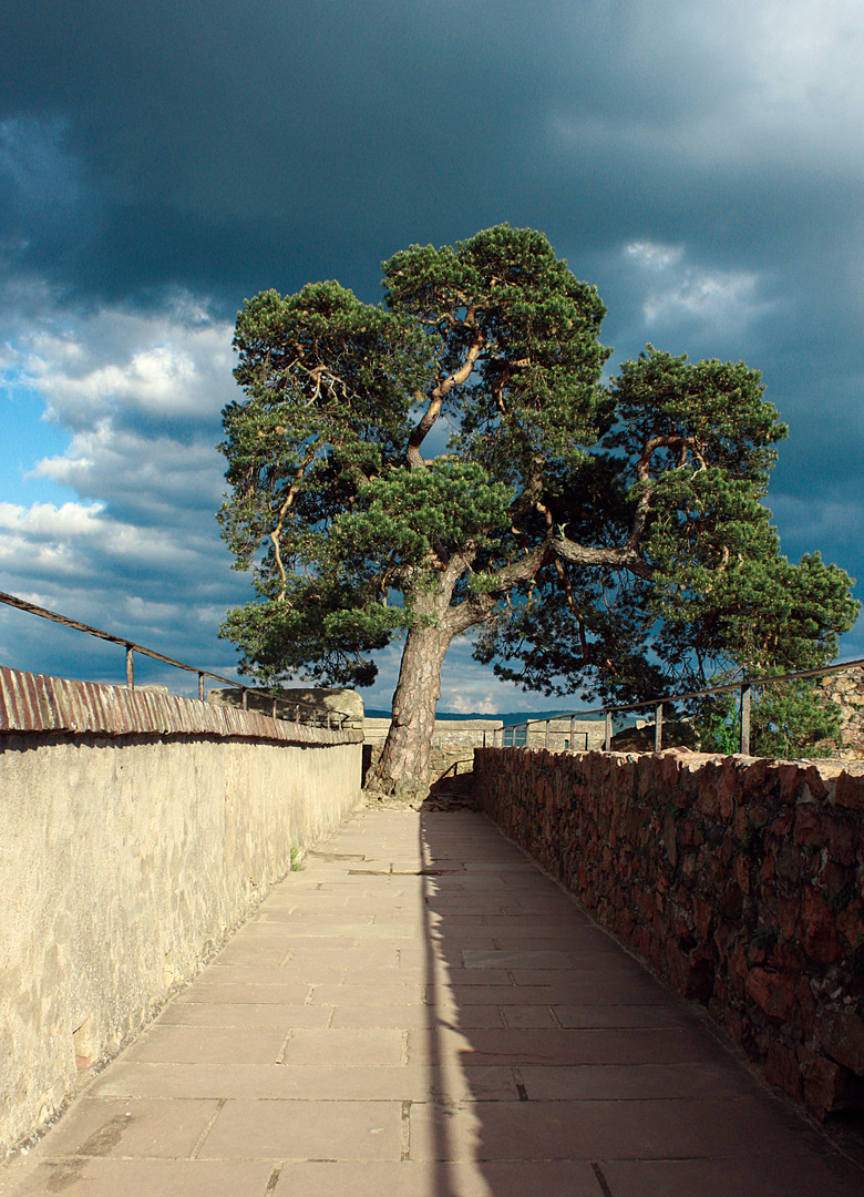 Baum auf dem Schloss