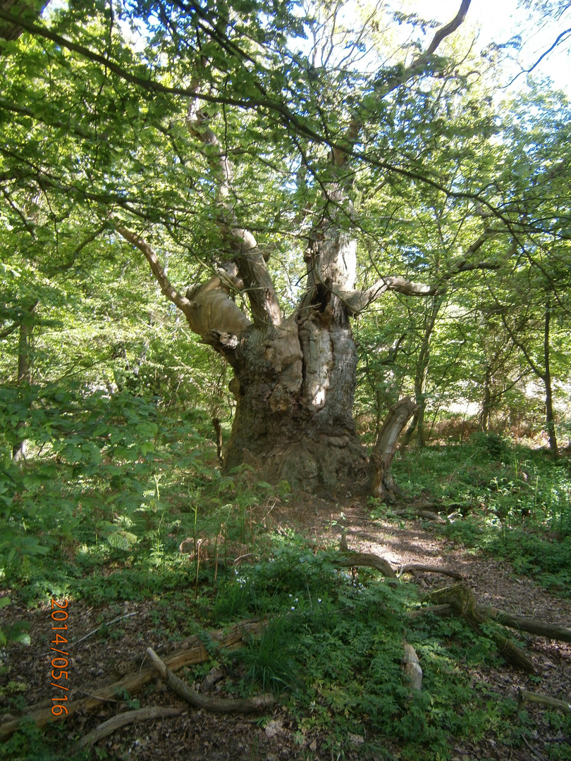 Baum auf dem Vilm 1