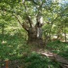 Baum auf dem Vilm 1