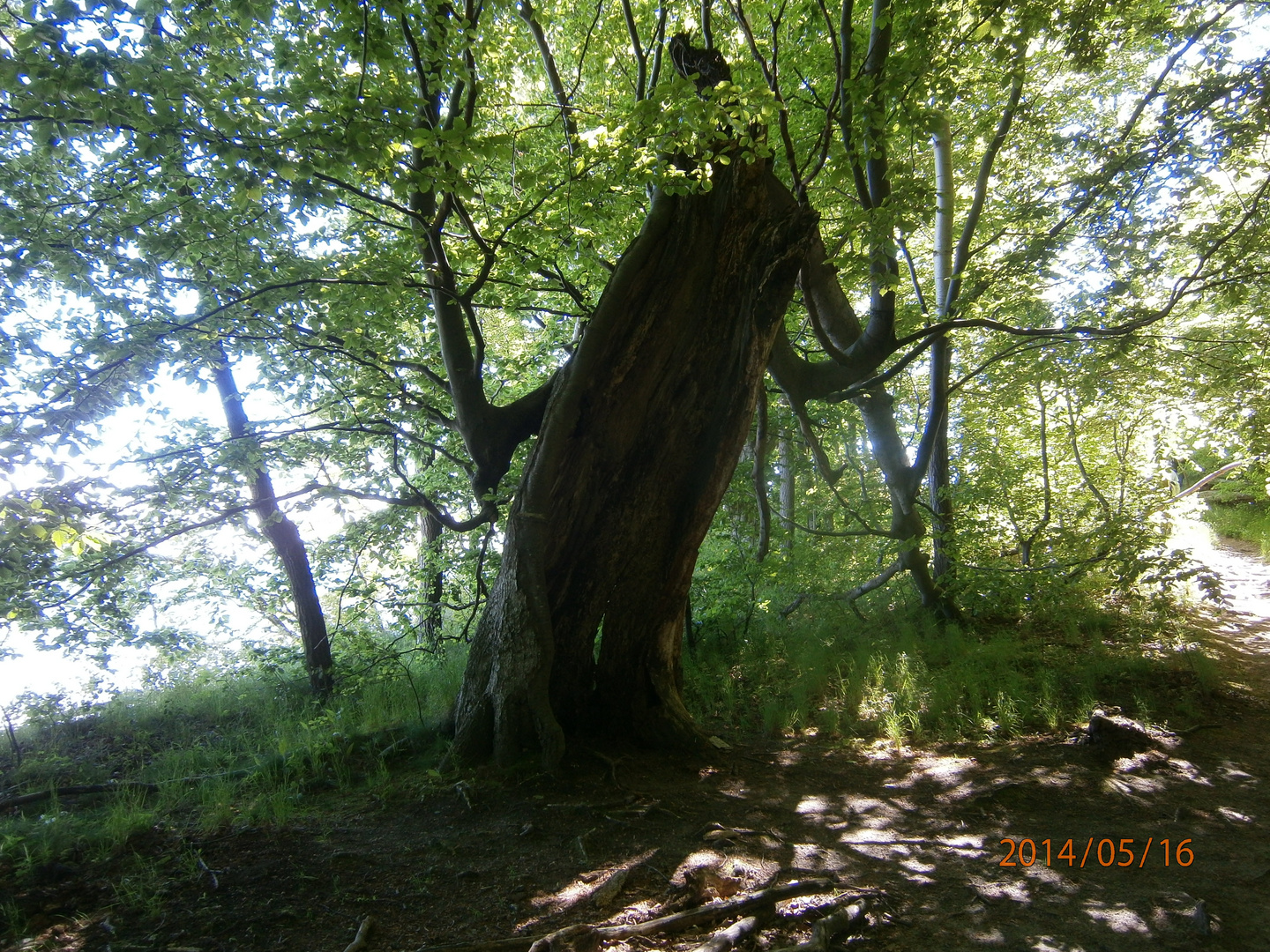 Baum auf dem Vilm