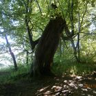 Baum auf dem Vilm