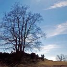 Baum auf dem Volkmansberg bei Aalen