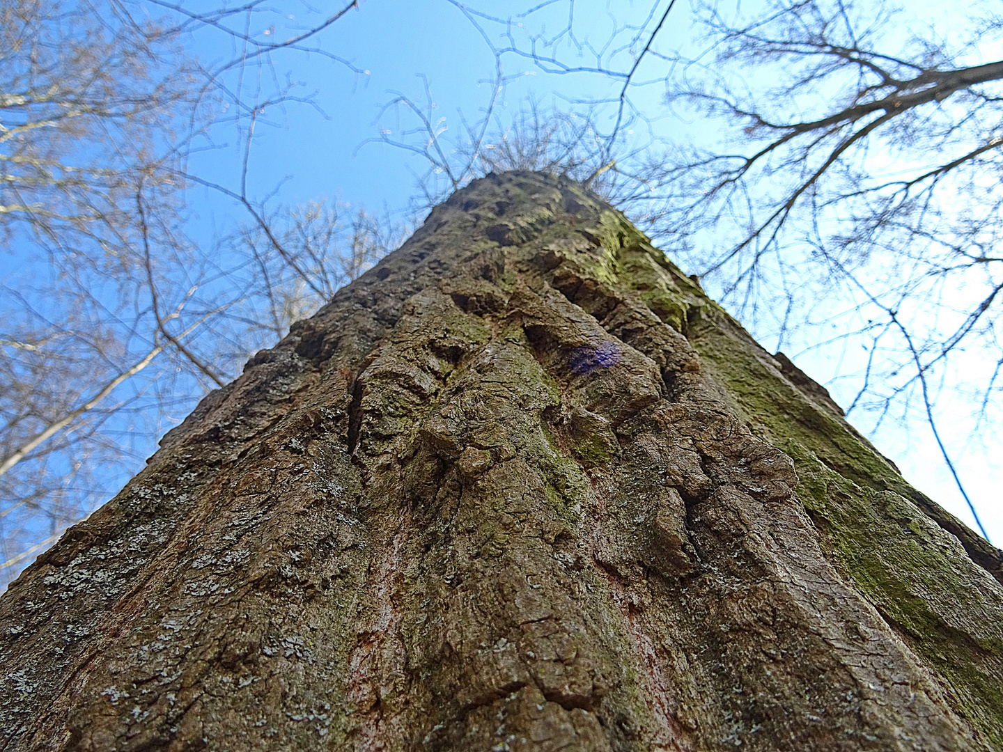 Baum auf den Weg zum Himmel