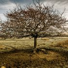 Baum auf der Birk