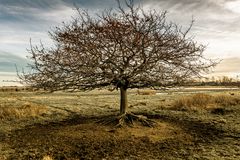 Baum auf der Birk