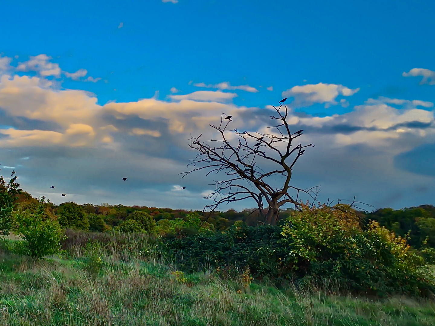 Baum auf der Bult