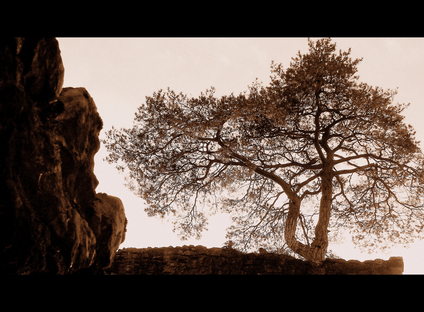 Baum auf der Burg