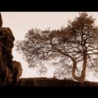 Baum auf der Burg