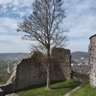 Baum auf der Burgruine Botenlauben in Bad Kissingen 