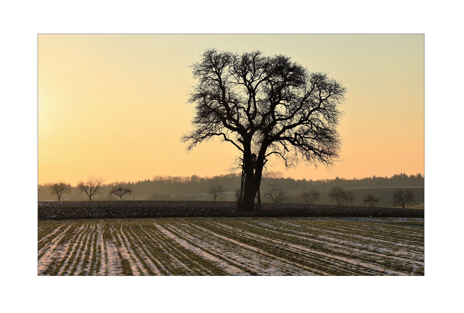 Baum auf der hohenloher Ebene