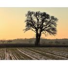 Baum auf der hohenloher Ebene