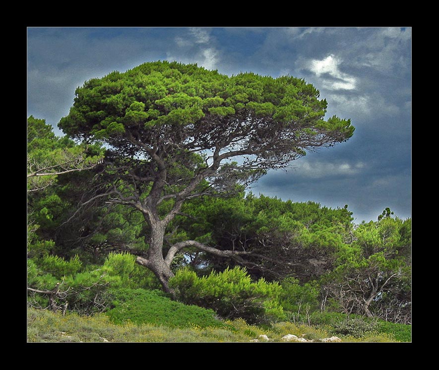 Baum auf der Insel Rab