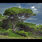 Baum auf der Insel Rab