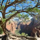 Baum auf der Klippe