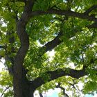 Baum auf der Leelanau Halbinsel