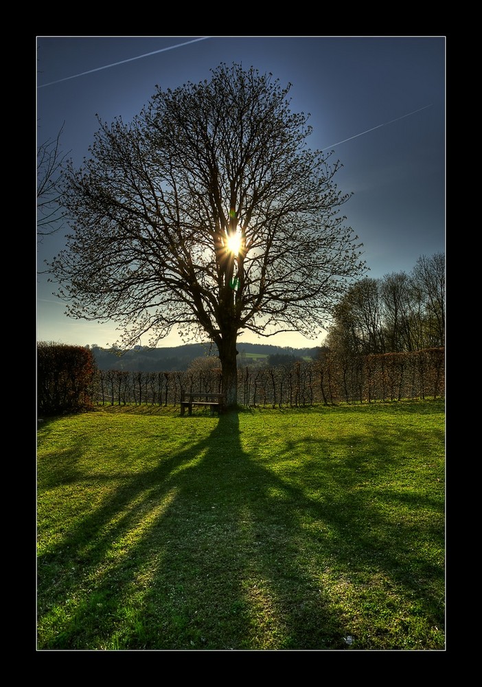 Baum auf der Ludwigshöhe