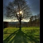 Baum auf der Ludwigshöhe