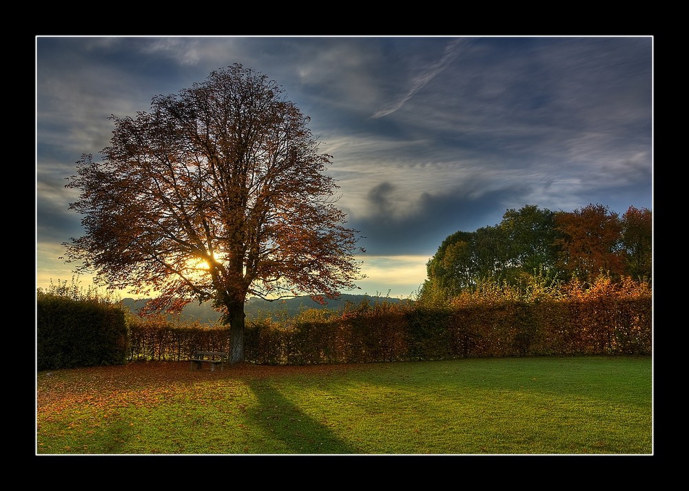 Baum auf der Ludwigshöhe