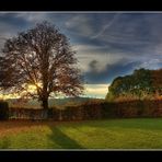 Baum auf der Ludwigshöhe