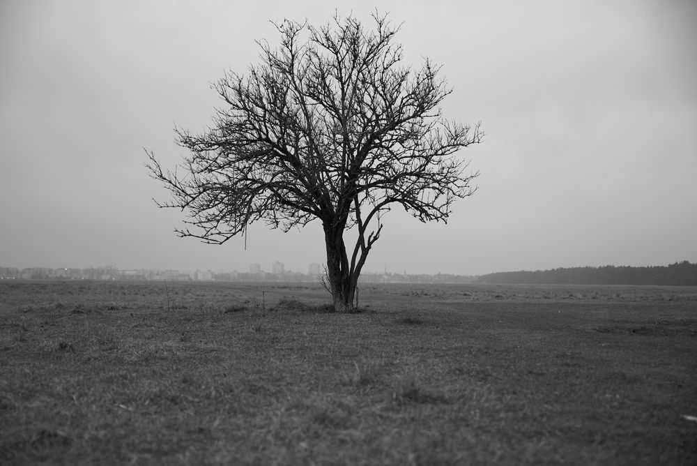 Baum auf der Panzerwiese bei München in B&W