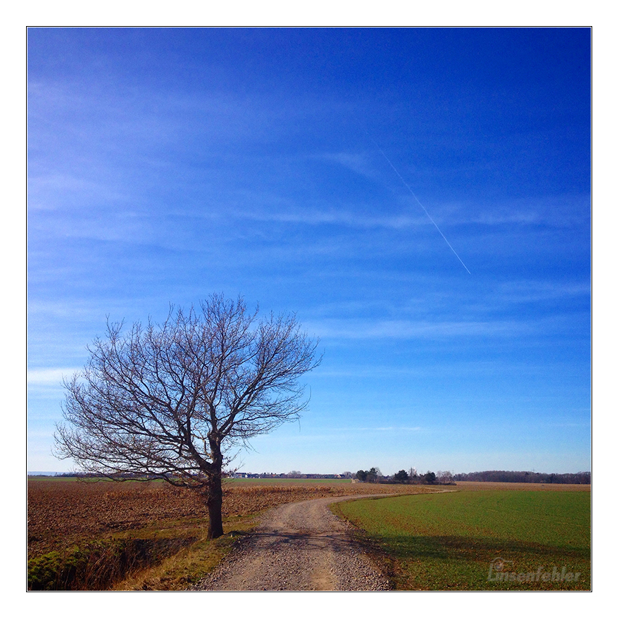 Baum auf der Wiese