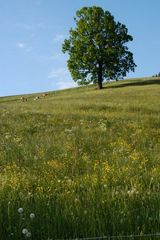 Baum auf der Wiese