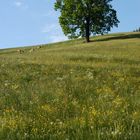 Baum auf der Wiese