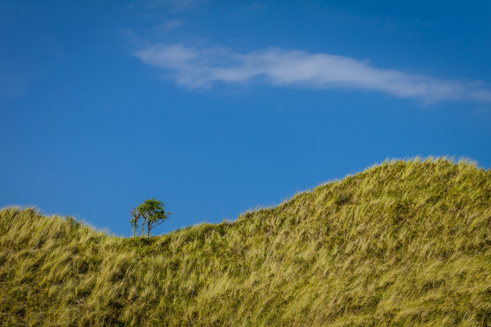 Baum auf Düne