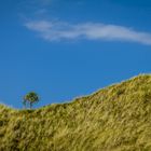 Baum auf Düne