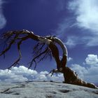 Baum auf einem Berg im Yosemite Nationalpark, Kalifornien, USA