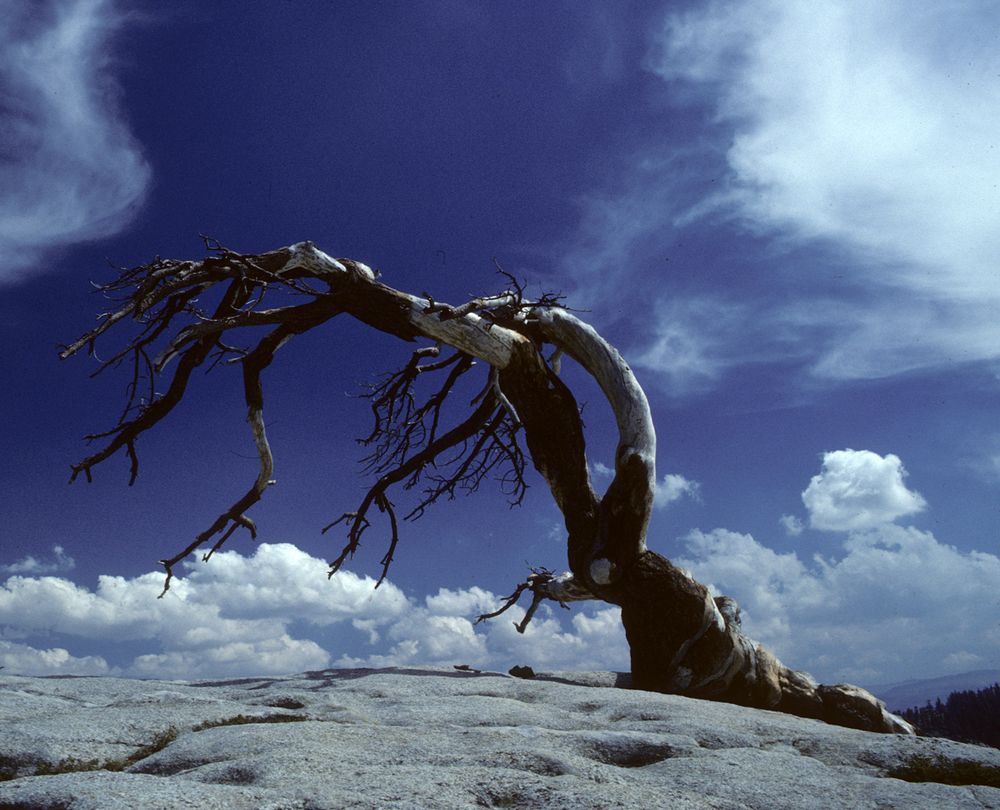 Baum auf einem Berg im Yosemite Nationalpark, Kalifornien, USA