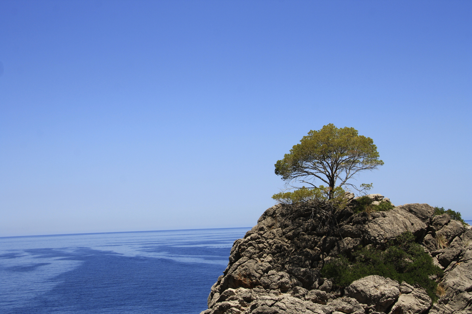 Baum auf einem Fels im Meer