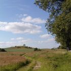 Baum auf einem Hügel in Mecklenburg