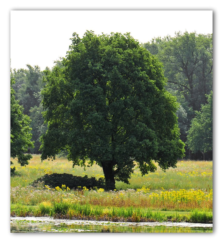 baum auf einer ......