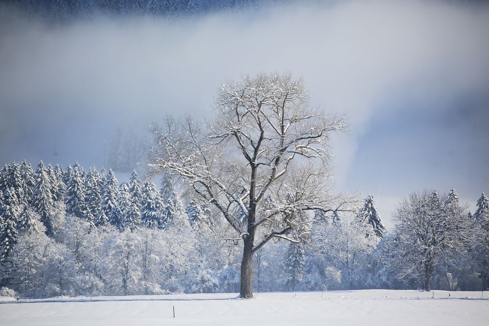 Baum auf Eis