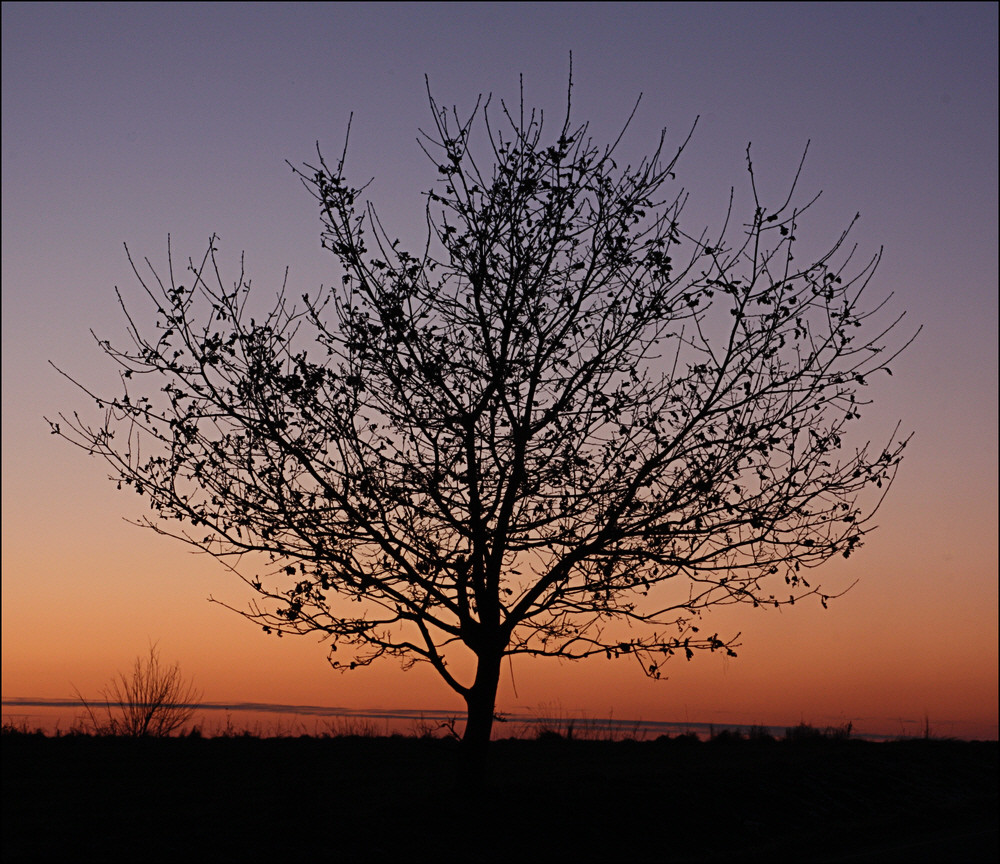 Baum auf Farbpapier