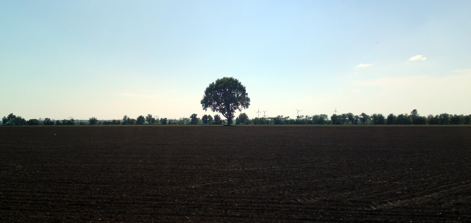 Baum auf Feld 2