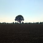 Baum auf Feld 2