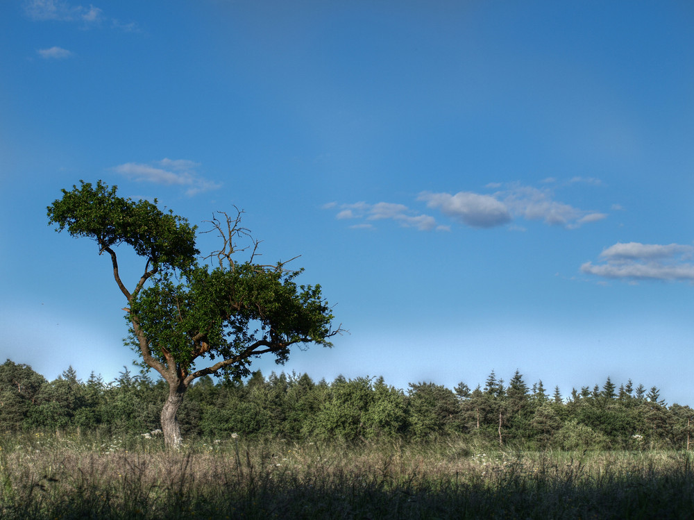 Baum auf Feld 2