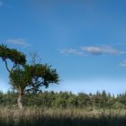 Baum auf Feld 2