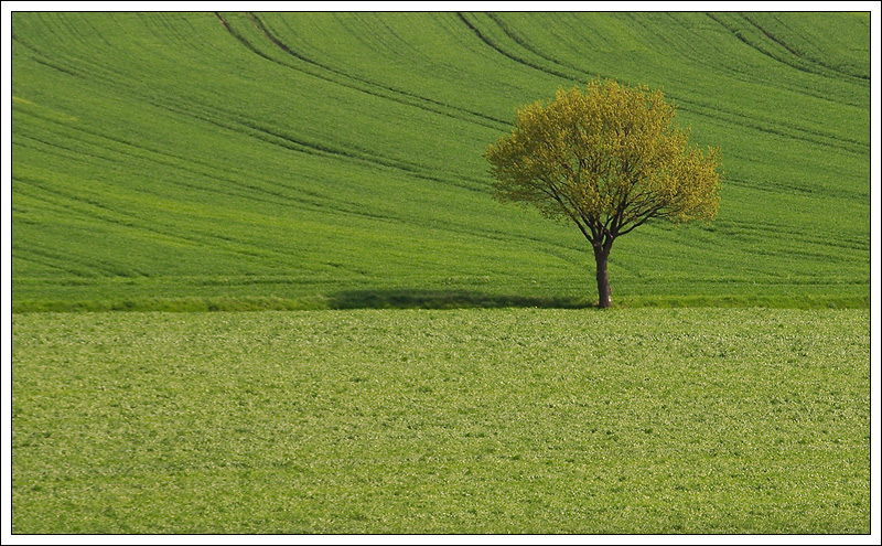 Baum auf Feld