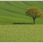 Baum auf Feld