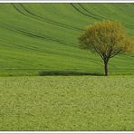 Baum auf Feld