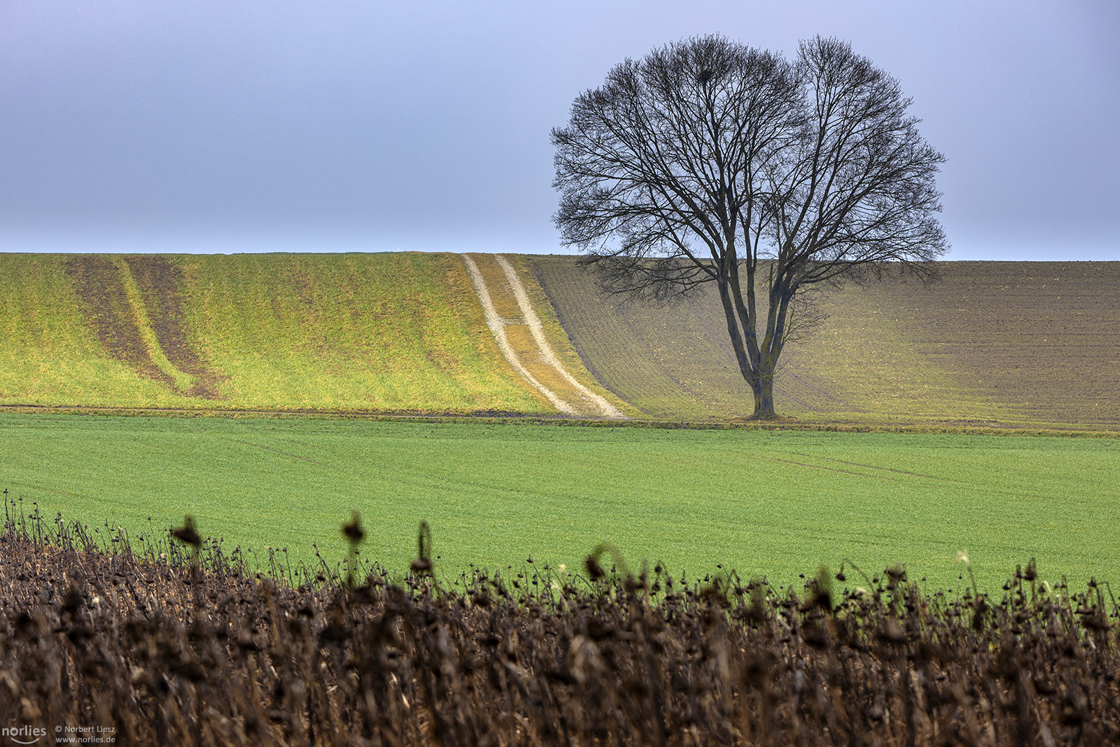 Baum auf Feld