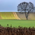 Baum auf Feld