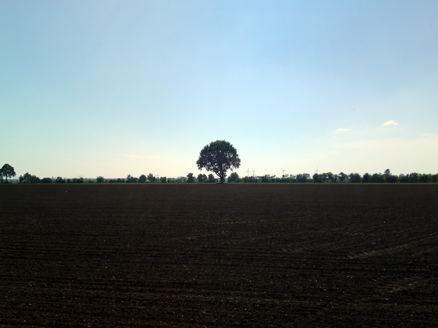 Baum auf Feld