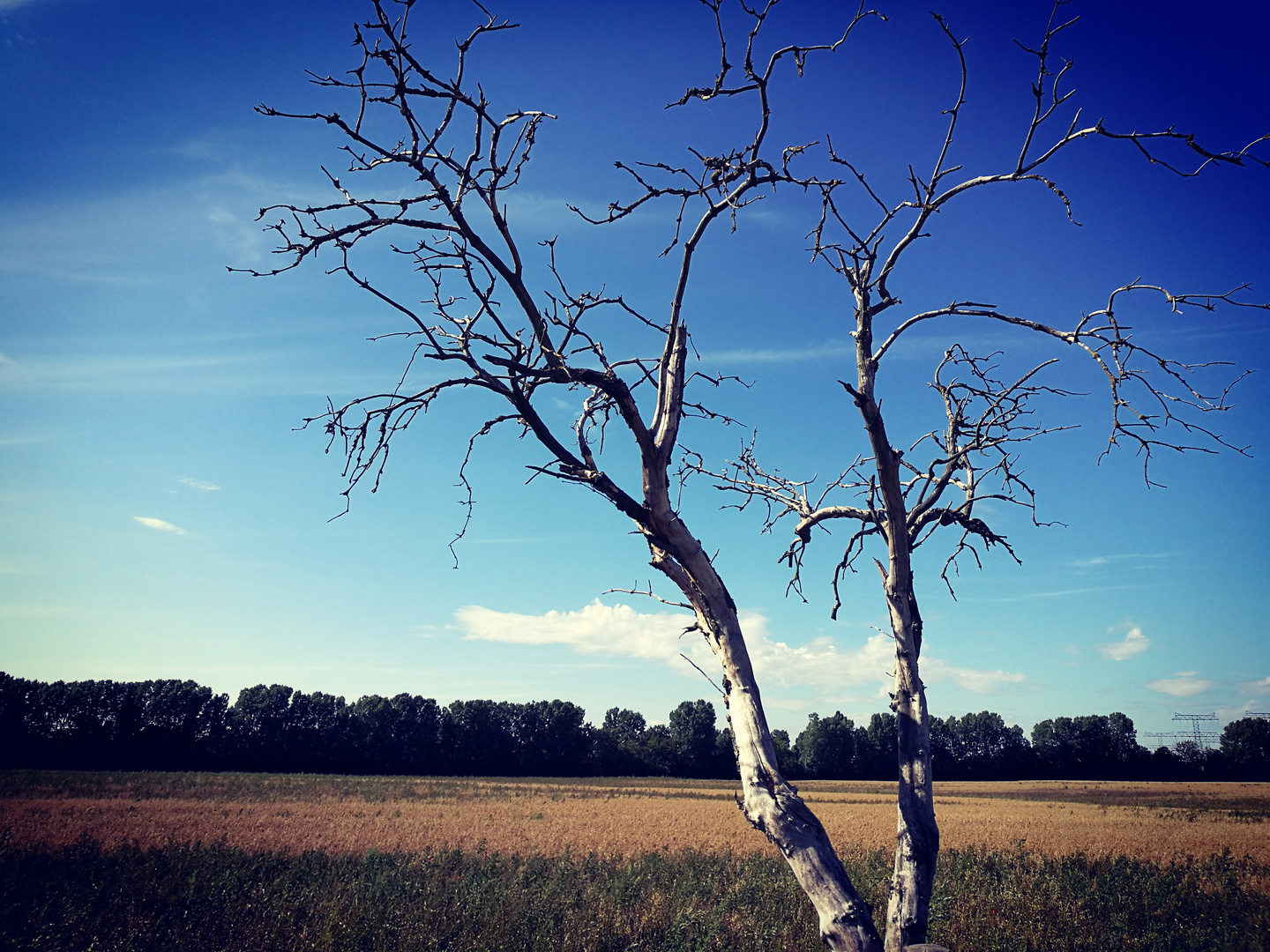 Baum auf Feld